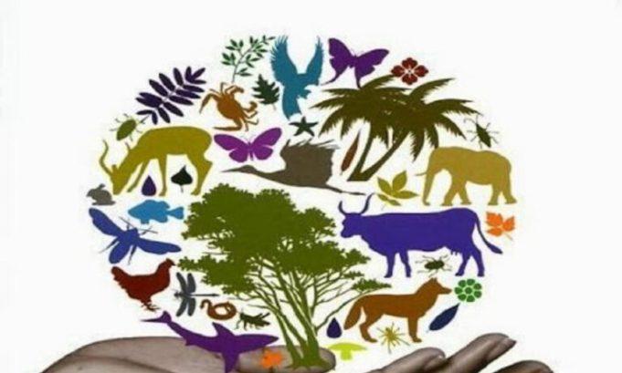 Παγκόσμια Ημέρα Βιοποικιλότητας