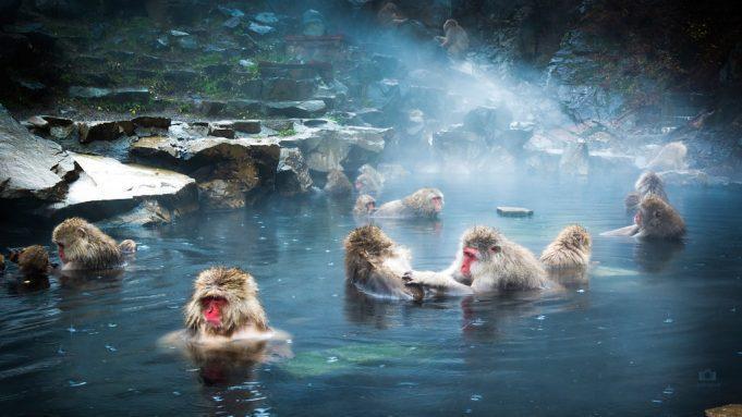 Μπάνιο σε ιαματική πηγή παρέα με πίθηκους Μακάκους!