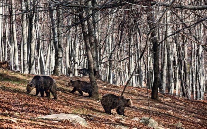 Λύκοι και καφέ αρκούδες επιστρέφουν στην Ευρώπη