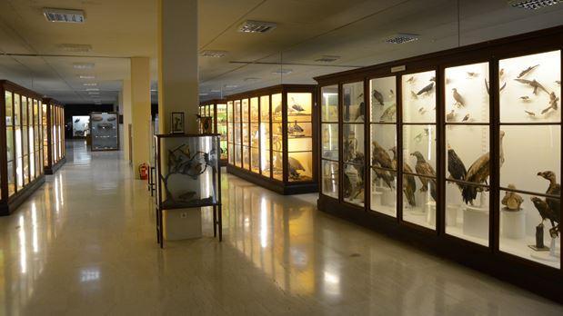 Μουσείο Παλαιοντολογικό Ζωολογικό και Γεωλογίας